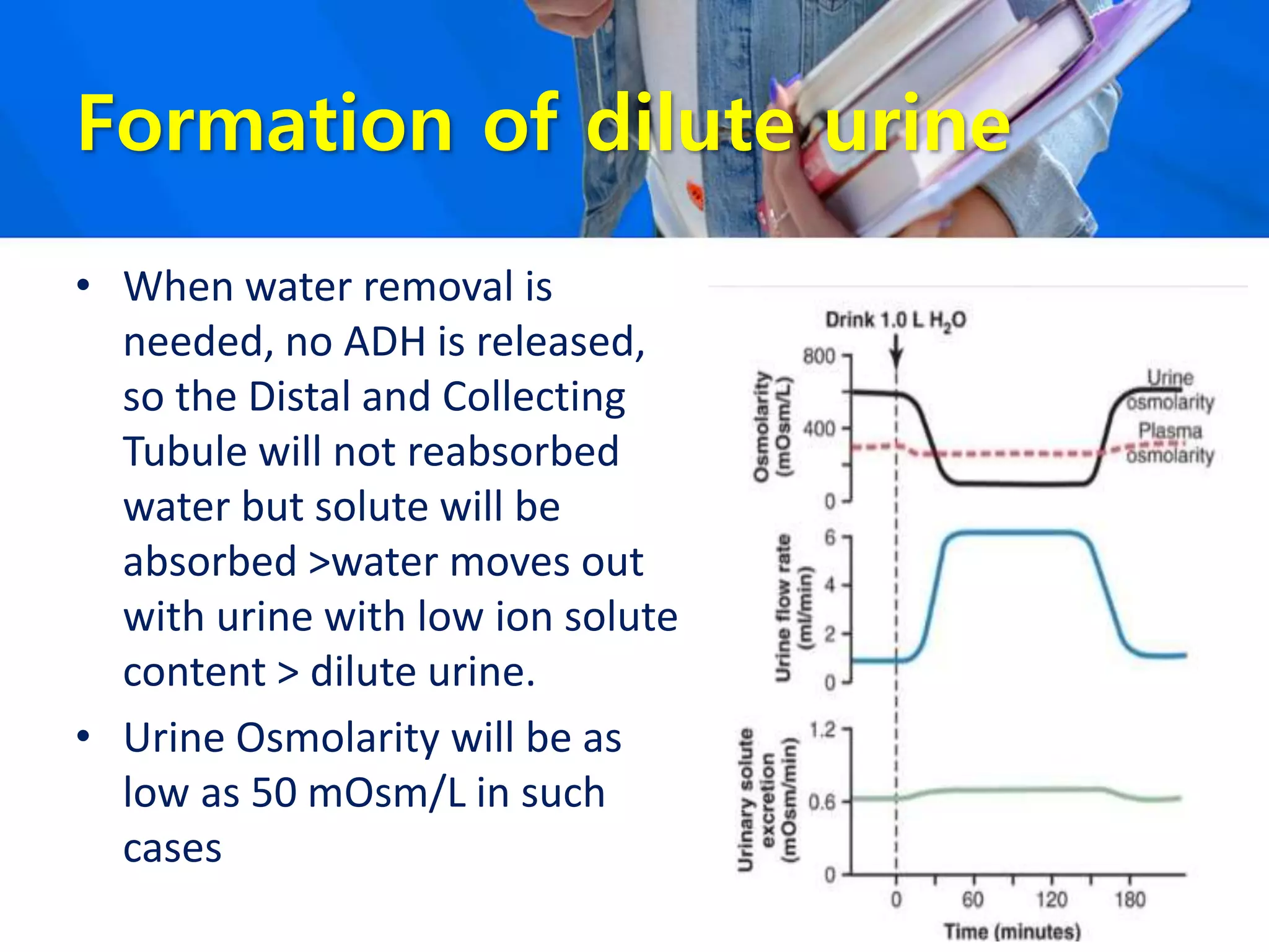 Formation of dilute urine
• When water removal is
needed, no ADH is released,
so the Distal and Collecting
Tubule will not reabsorbed
water but solute will be
absorbed >water moves out
with urine with low ion solute
content > dilute urine.
• Urine Osmolarity will be as
low as 50 mOsm/L in such
cases
 
