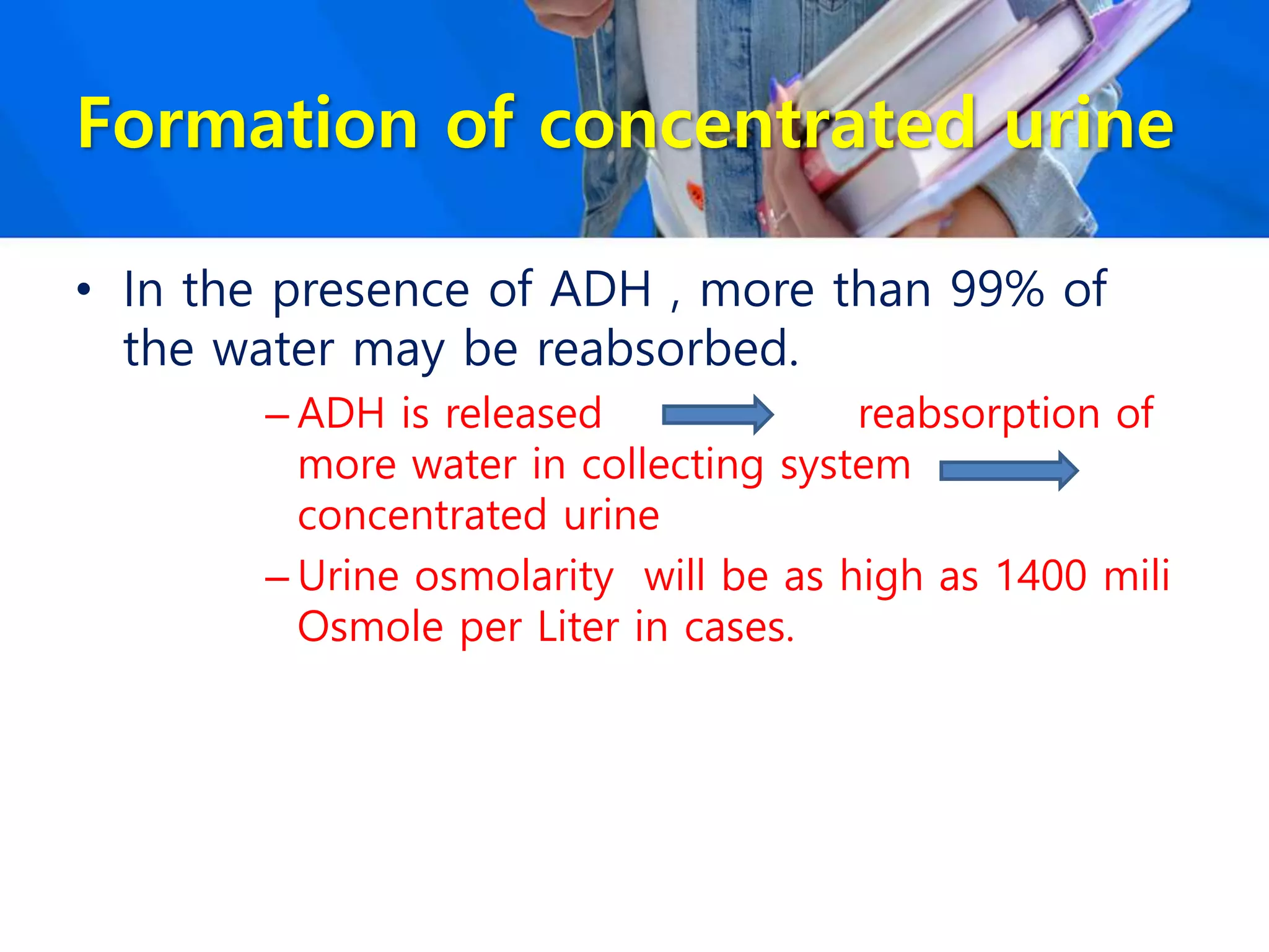 Formation of concentrated urine
• In the presence of ADH , more than 99% of
the water may be reabsorbed.
– ADH is released reabsorption of
more water in collecting system
concentrated urine
– Urine osmolarity will be as high as 1400 mili
Osmole per Liter in cases.
 
