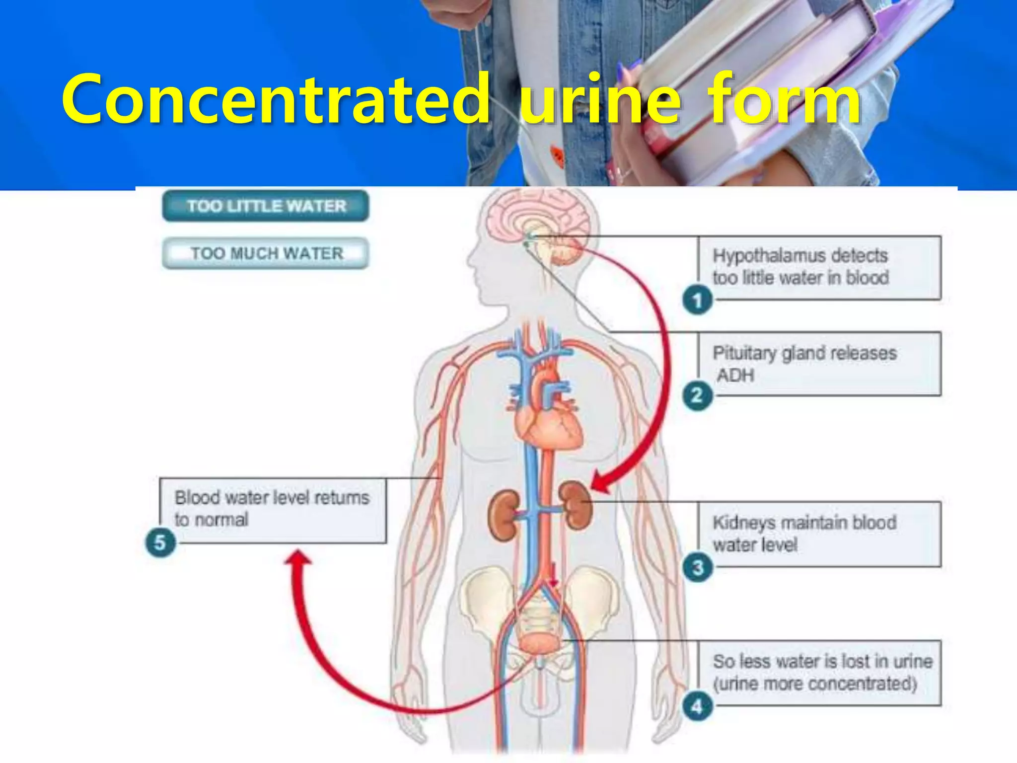 Concentrated urine form
 