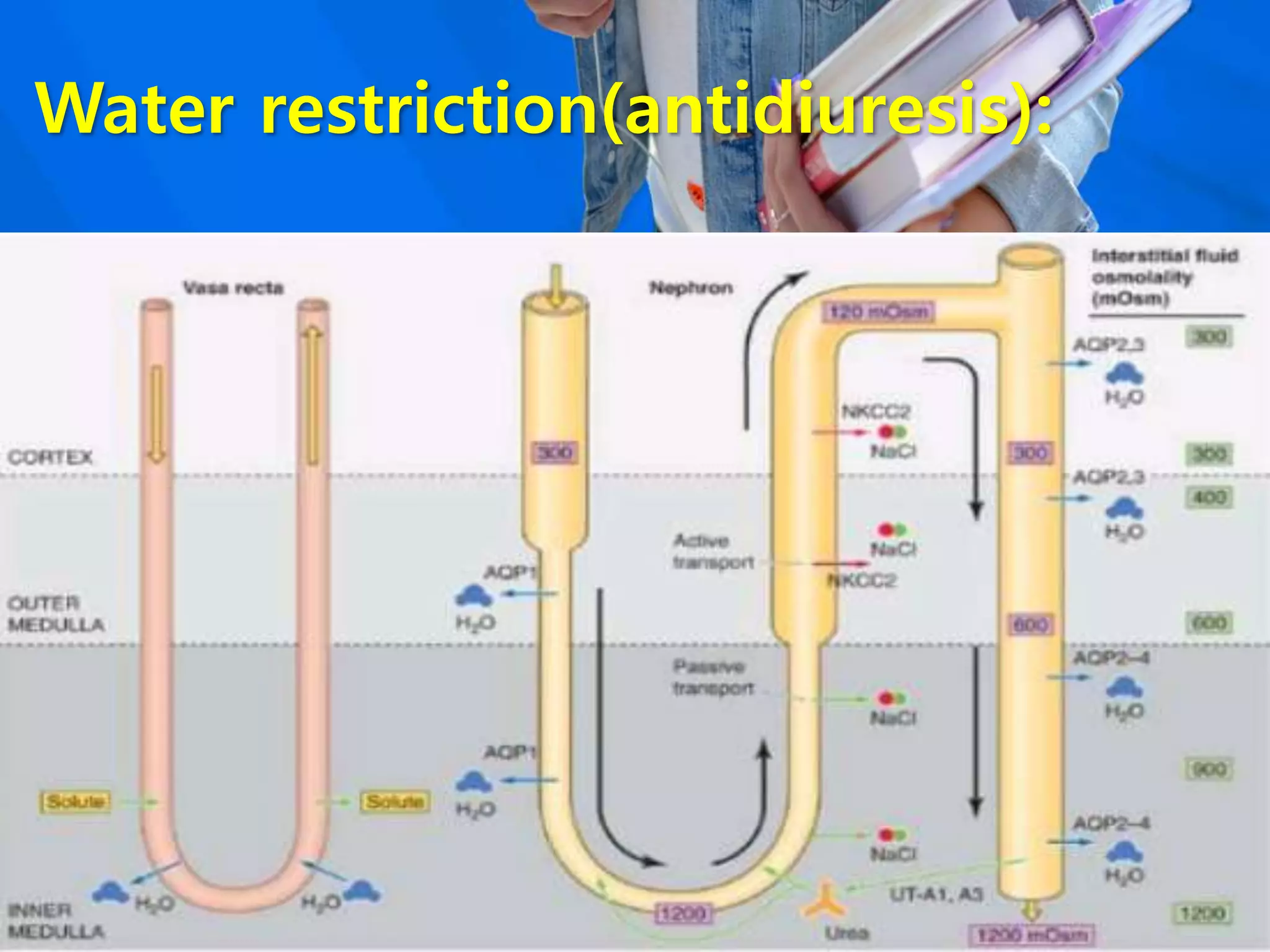 Water restriction(antidiuresis):
 