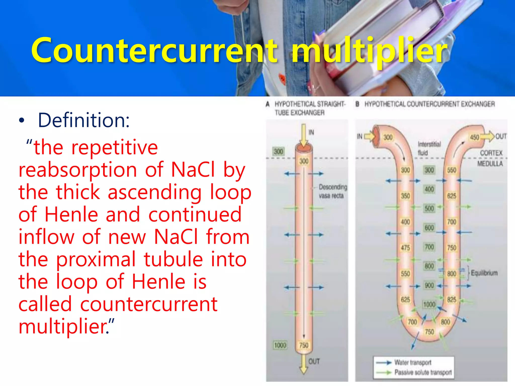 Countercurrent multiplier
• Definition:
“the repetitive
reabsorption of NaCl by
the thick ascending loop
of Henle and continued
inflow of new NaCl from
the proximal tubule into
the loop of Henle is
called countercurrent
multiplier.”
 