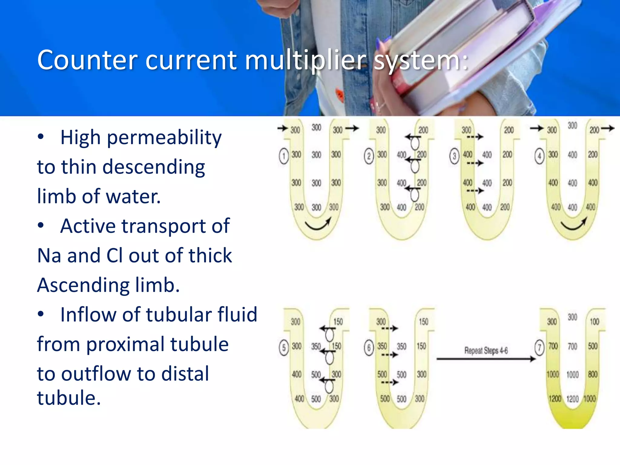 Counter current multiplier system:
• High permeability
to thin descending
limb of water.
• Active transport of
Na and Cl out of thick
Ascending limb.
• Inflow of tubular fluid
from proximal tubule
to outflow to distal
tubule.
 