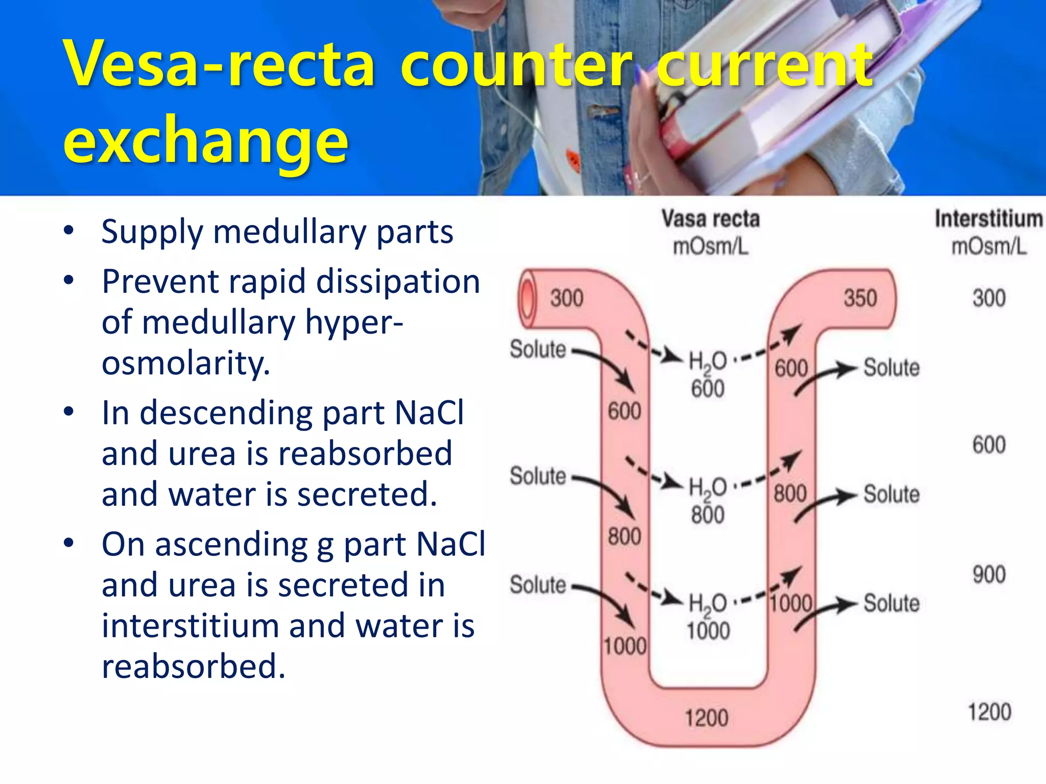 Vesa-recta counter current
exchange
• Supply medullary parts
• Prevent rapid dissipation
of medullary hyper-
osmolarity.
• In descending part NaCl
and urea is reabsorbed
and water is secreted.
• On ascending g part NaCl
and urea is secreted in
interstitium and water is
reabsorbed.
 