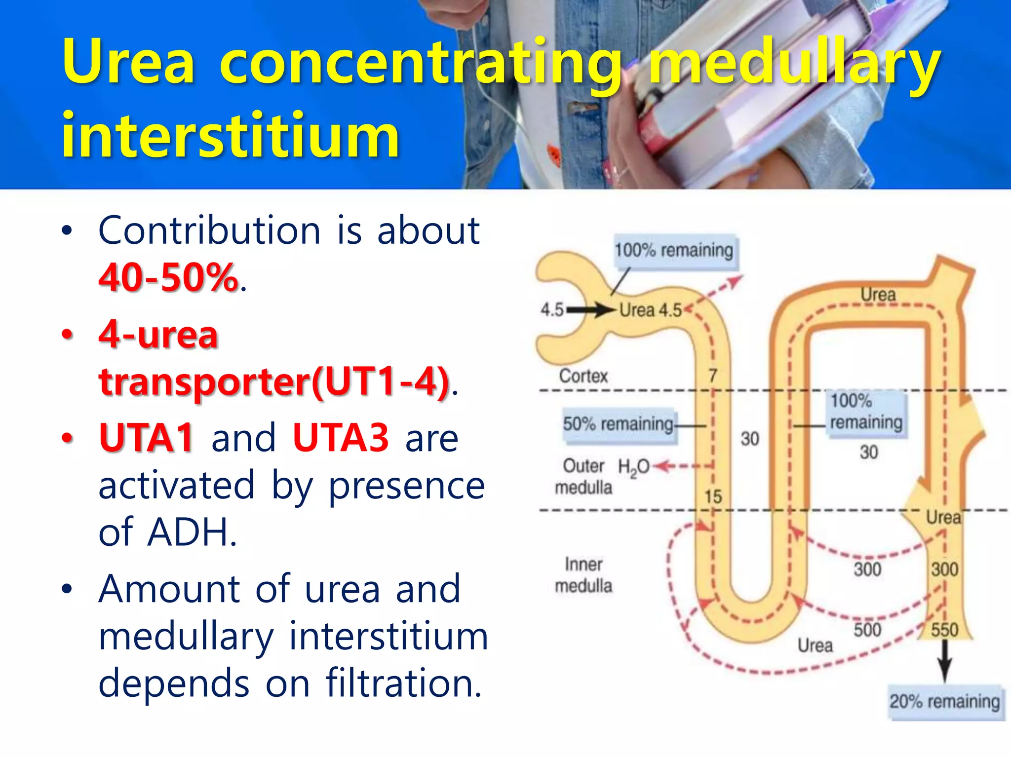 Urea concentrating medullary
interstitium
• Contribution is about
40-50%.
• 4-urea
transporter(UT1-4).
• UTA1 and UTA3 are
activated by presence
of ADH.
• Amount of urea and
medullary interstitium
depends on filtration.
 