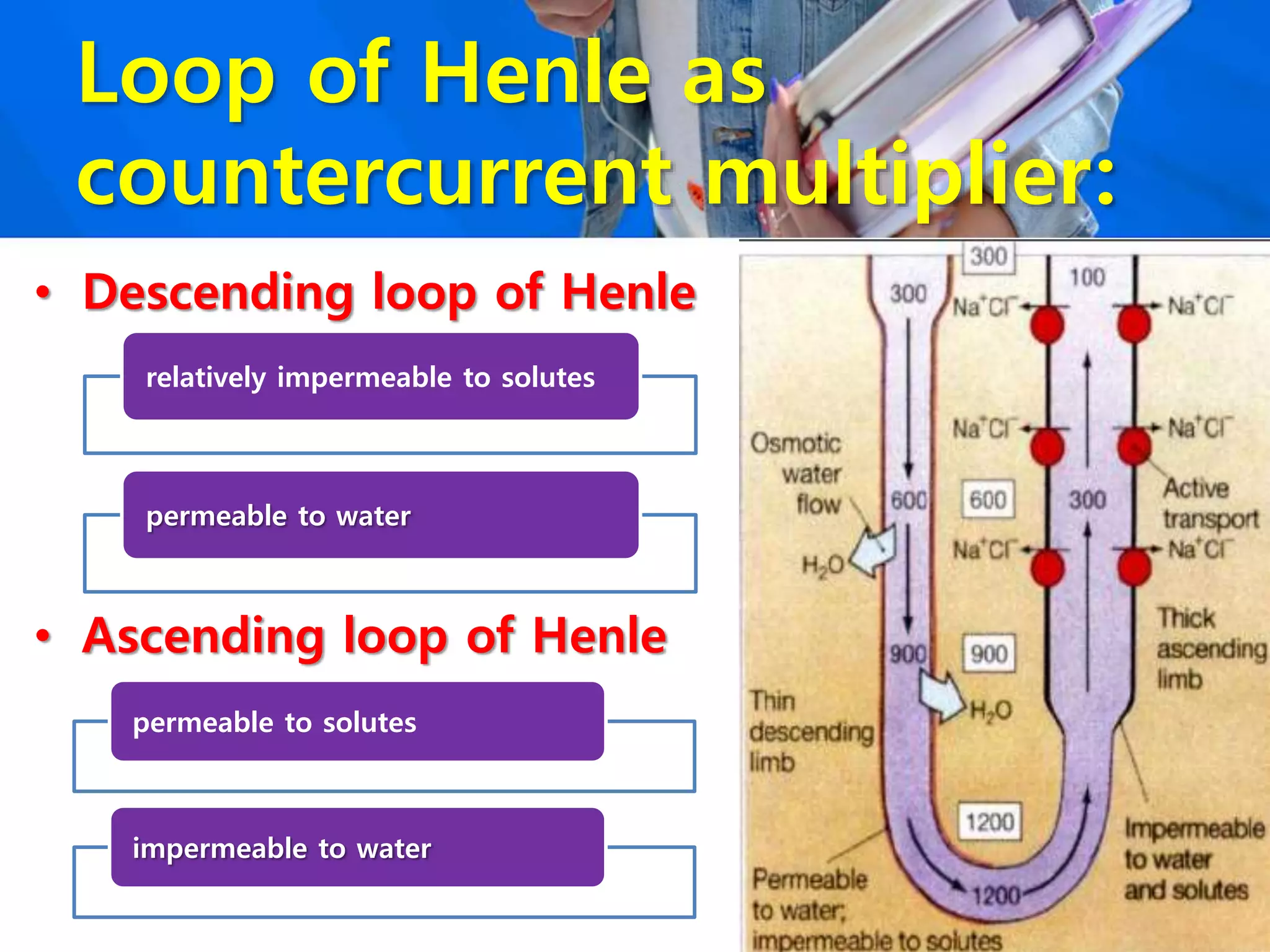Loop of Henle as
countercurrent multiplier:
• Descending loop of Henle
• Ascending loop of Henle
relatively impermeable to solutes
permeable to water
permeable to solutes
impermeable to water
 