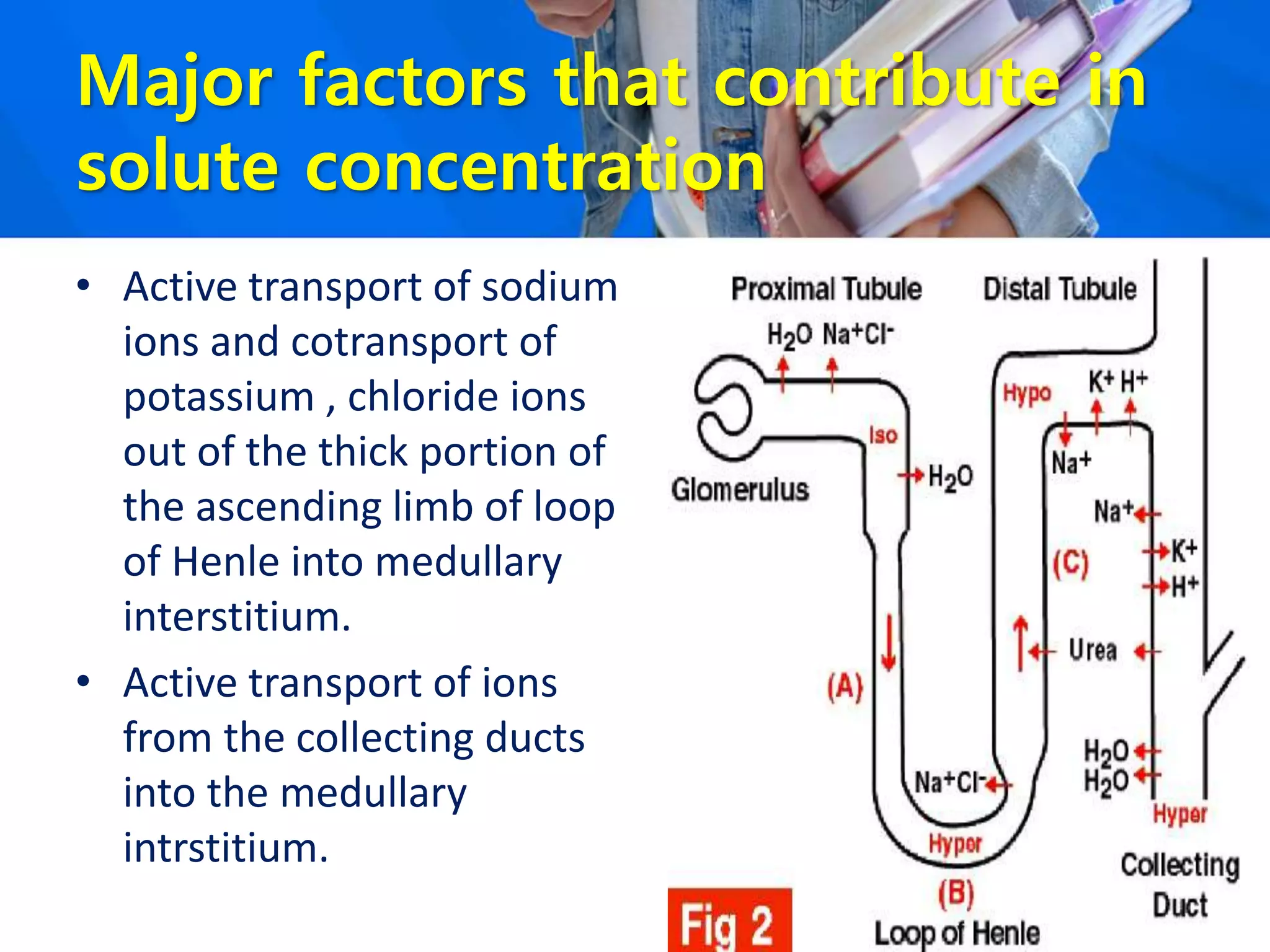 Major factors that contribute in
solute concentration
• Active transport of sodium
ions and cotransport of
potassium , chloride ions
out of the thick portion of
the ascending limb of loop
of Henle into medullary
interstitium.
• Active transport of ions
from the collecting ducts
into the medullary
intrstitium.
 