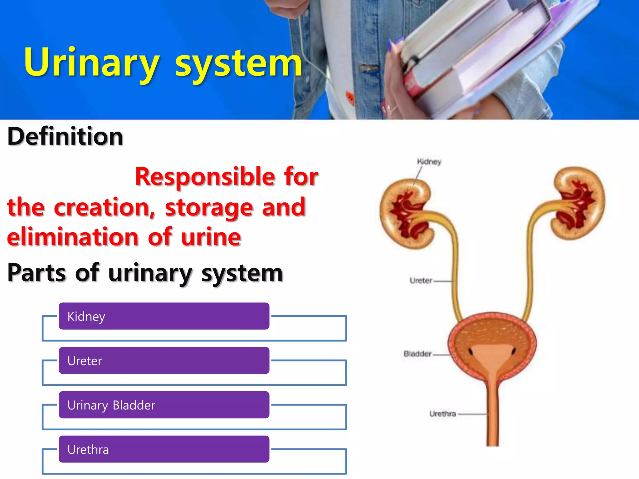 Urinary system
Definition
Responsible for
the creation, storage and
elimination of urine
Parts of urinary system
Kidney
Ureter
Urinary Bladder
Urethra
 