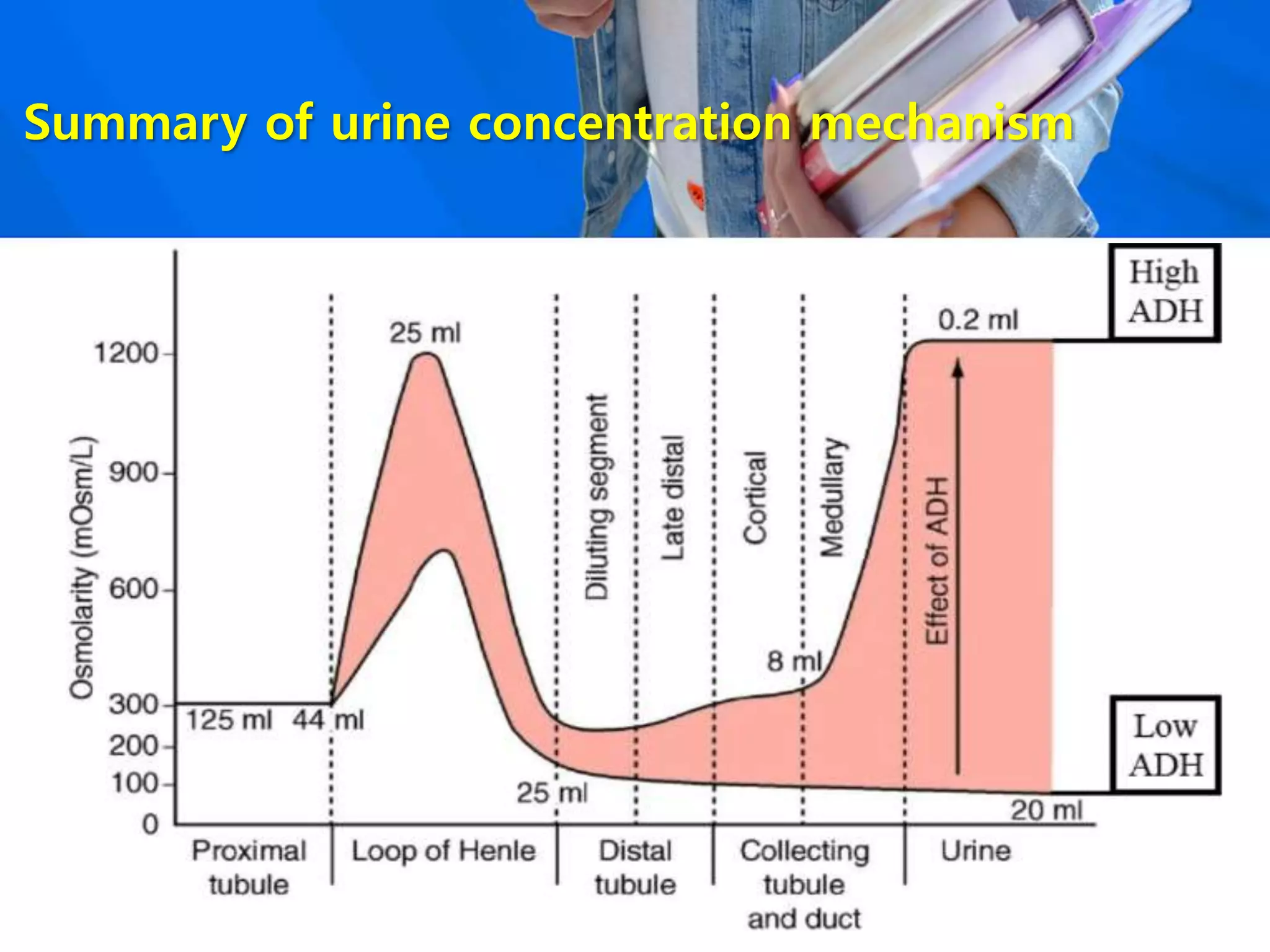 Summary of urine concentration mechanism
 