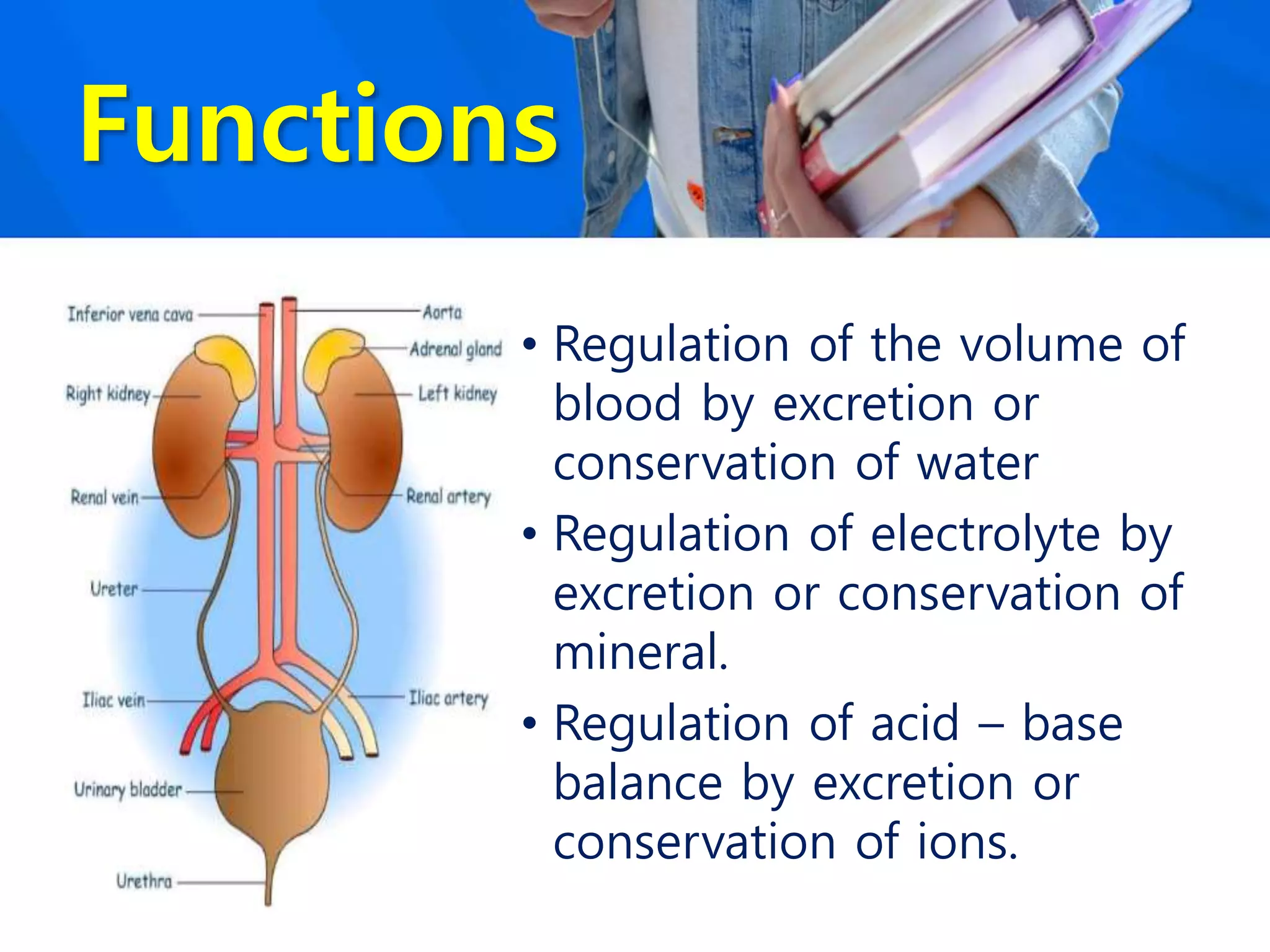 Functions
• Regulation of the volume of
blood by excretion or
conservation of water
• Regulation of electrolyte by
excretion or conservation of
mineral.
• Regulation of acid – base
balance by excretion or
conservation of ions.
 
