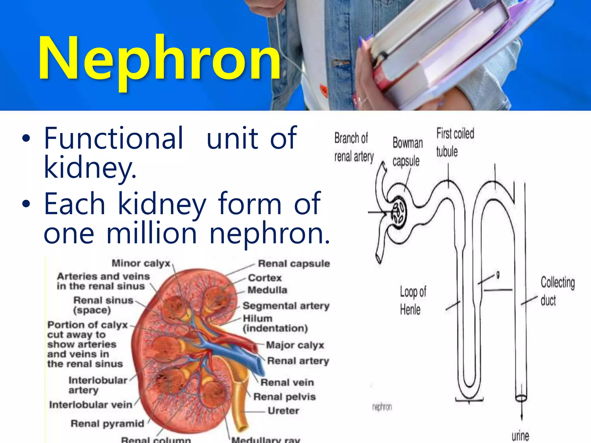 Nephron
• Functional unit of
kidney.
• Each kidney form of
one million nephron.
 