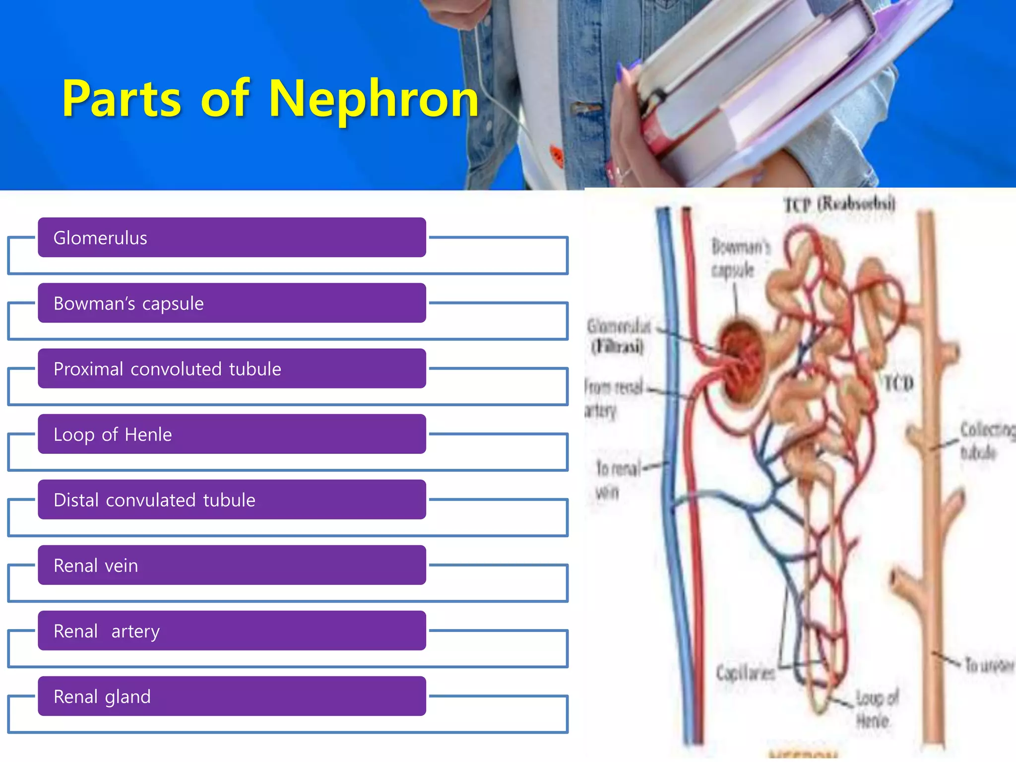 Parts of Nephron
Glomerulus
Bowman’s capsule
Proximal convoluted tubule
Loop of Henle
Distal convulated tubule
Renal vein
Renal artery
Renal gland
 