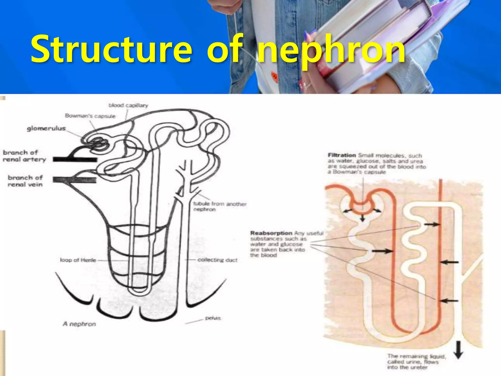 Structure of nephron
 