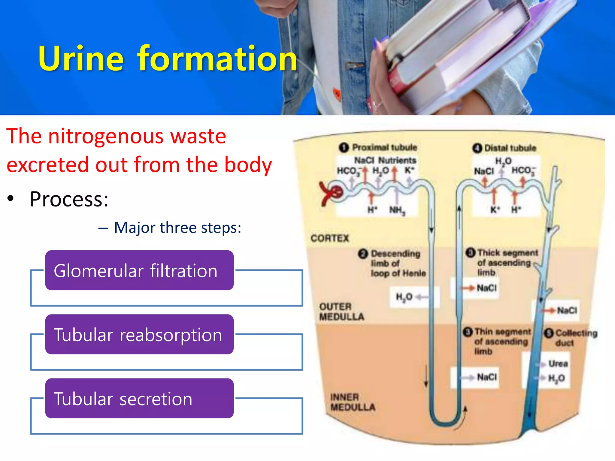 Urine formation
The nitrogenous waste
excreted out from the body
• Process:
– Major three steps:
Glomerular filtration
Tubular reabsorption
Tubular secretion
 