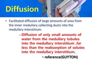 Urinary System Diffusion Urinary system+ formation of concentrated urine | PPTX