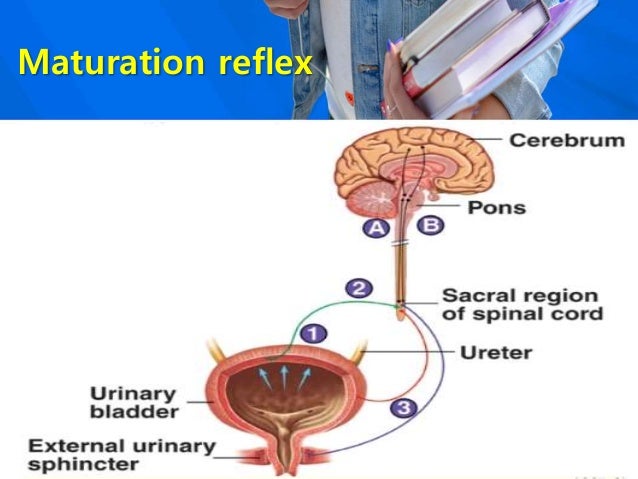 Urinary system+ formation of concentrated urine