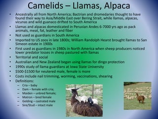 A Primer on Livestock Guardians: Dogs, Donkeys, Llamas Presented by ...