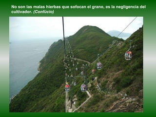 No son las malas hierbas que sofocan el grano, es la negligencia del cultivador.  (Confúcio) 