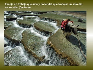 Escoja un trabajo que ama y no tendrá que trabajar un solo día en su vida.  (Confúcio)  