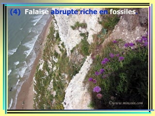 (4) Falaise abrupte riche en fossiles.
 