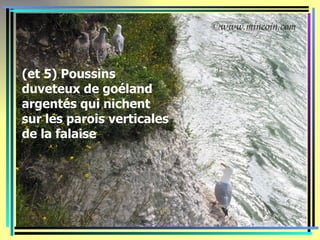 (et 5) Poussins
duveteux de goéland
argentés qui nichent
sur les parois verticales
de la falaise
 