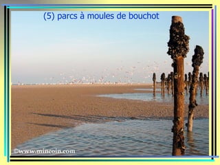 (5) parcs à moules de bouchot
 