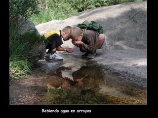 Bebiendo agua en arroyos 