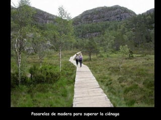 Pasarelas de madera para superar la ciénaga 