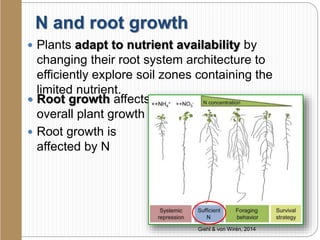 N and root growth
 Plants adapt to nutrient availability by
changing their root system architecture to
efficiently explore soil zones containing the
limited nutrient.
 Root growth affects
overall plant growth
 Root growth is
affected by N
Giehl & von Wirén, 2014
 