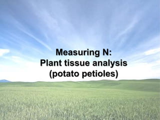 Measuring N:
Plant tissue analysis
(potato petioles)
 