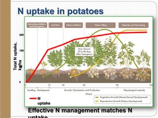 N uptake in potatoesTotalNuptake,
kg/ha
200
100
50
0
N
uptake
Effective N management matches N
 