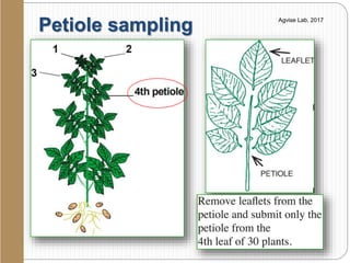 Petiole sampling Agvise Lab, 2017
 