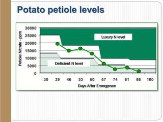 Potato petiole levels
 