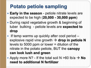 Potato petiole sampling
 Early in the season - petiole nitrate levels are
expected to be high (20,000 - 30,000 ppm)
 During rapid vegetative growth & beginning of
tuber bulking - petiole levels are expected to
drop
 If temp warms up quickly after cool period –
explosive rapid vine growth  drop in petiole N
levels to 5000 ppm or lower = dilution of the
nitrate in the potato petiole, BUT the canopy
can look lush and green
 Apply more N? - If the total soil N >60 lb/a  No
need to additional N fertilizer
 