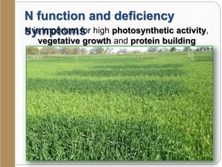 N function and deficiency
symptomsN is important for high photosynthetic activity,
vegetative growth and protein building
 