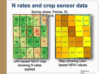 N rates and crop sensor data
UAV-based NDVI map
showing N rates
applied
Map showing UAV-
based NDVI values
Walsh et al,
2016
Spring wheat, Parma, ID,
2016
 
