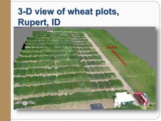 3-D view of wheat plots,
Rupert, ID
 