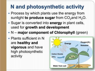 N and photosynthetic activity
 Process by which plants use the energy from
sunlight to produce sugar from CO2and H2O.
 Sugar is converted into energy in plant cells,
used for growth and development
 N – major component of Chlorophyll (green)
 Plants sufficient in N
are healthy and
vigorous and have
high photosynthetic
activity
 