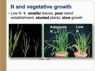 N and vegetative growth
 Low N  smaller leaves, poor stand
establishment, stunted plants, slow growth
CYMMIT, 2006
Low
N
Adequate
N
 