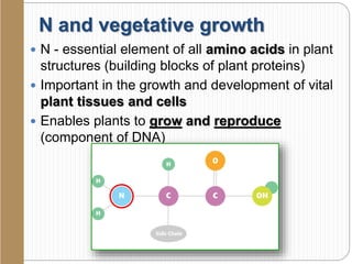 N and vegetative growth
 N - essential element of all amino acids in plant
structures (building blocks of plant proteins)
 Important in the growth and development of vital
plant tissues and cells
 Enables plants to grow and reproduce
(component of DNA)
 