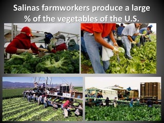 Salinas farmworkers produce a large
% of the vegetables of the U.S.
 