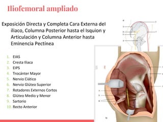1. EIAS
2. Cresta Iliaca
3. EIPS
4. Trocánter Mayor
5. Nervio Ciático
6. Nervio Glúteo Superior
7. Rotadores Externos Cortos
8. Glúteo Medio y Menor
9. Sartorio
10. Recto Anterior
Exposición Directa y Completa Cara Externa deI
iliaco, Columna Posterior hasta el Isquion y
Articulación y Columna Anterior hasta
Eminencia Pectínea
Iliofemoral ampliado
 