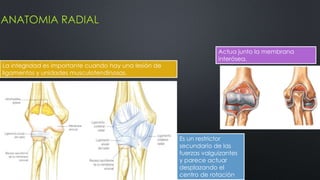 ANATOMIA RADIAL
La integridad es importante cuando hay una lesión de
ligamentos y unidades musculotendinosas.
Actua junto la membrana
interósea.
Es un restrictor
secundario de las
fuerzas valguizantes
y parece actuar
desplazando el
centro de rotación
 