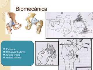 Biomecánica




M. Piriforme
M. Obturador Externo
M. Glúteo Medio
M. Glúteo Mínimo
 