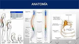 ANATOMÍA
 