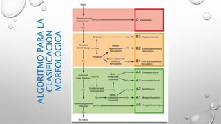 ALGORITMOPARALA
CLASIFICACIÓN
MORFOLÓGICA
 