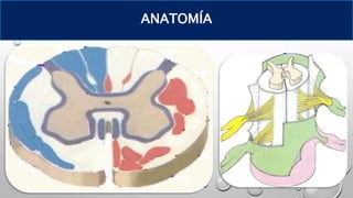ANATOMÍA
 