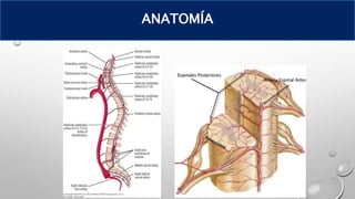 ANATOMÍA
 