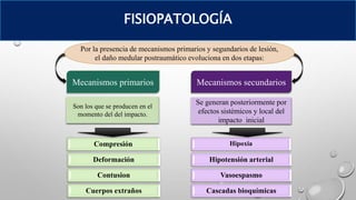 Mecanismos primarios Mecanismos secundarios
Por la presencia de mecanismos primarios y segundarios de lesión,
el daño medular postraumático evoluciona en dos etapas:
Compresión
Deformación
Contusion
Cuerpos extraños
Hipoxia
Hipotensión arterial
Vasoespasmo
Cascadas bioquímicas
Se generan posteriormente por
efectos sistémicos y local del
impacto inicial
Son los que se producen en el
momento del del impacto.
FISIOPATOLOGÍA
 