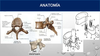 ANATOMÍA
 