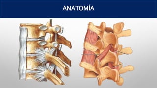 ANATOMÍA
 